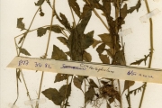 <strong>Asteraceae - Crassocephalum - Crassocephalum togoense C.D.Adams</strong><br />© hnb