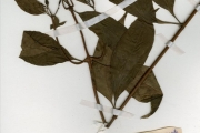 <strong>Rubiaceae - Mussaenda - Mussaenda arcuata Lam. ex Poir.</strong><br />© hnb