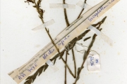 <strong>Scrophulariaceae - Alectra - Alectra rigida (Hiern) Hemsl.</strong><br />© hnb