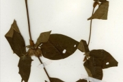 <strong>Rubiaceae - Sabicea - Sabicea brevipes Wernham</strong><br />© hnb
