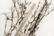 <strong>Rubiaceae - Oldenlandia - Oldenlandia herbacea (L.) Roxb.</strong><br />© hnb