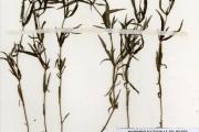 <strong>Rubiaceae - Spermacoce - Spermacoce pusilla Wall.</strong><br />© hnb