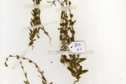 <strong>Scrophulariaceae - Crepidorhopalon - Crepidorhopalon spicatus (Engl.) Eb.Fisch.</strong><br />© hnb