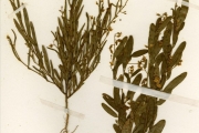 <strong>Leguminosae-Papilionoideae - Crotalaria - Crotalaria bongensis Baker f.</strong><br />© hnb