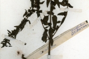<strong>Scrophulariaceae - Alectra - Alectra sessiliflora (Vahl) Kuntze</strong><br />© hnb