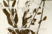 <strong>Lamiaceae - Aeollanthus - Aeollanthus pubescens Benth.</strong><br />© hnb