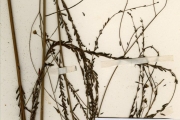 <strong>Leguminosae-Papilionoideae - Sesbania - Sesbania dalzielii E.Phillips & Hutch.</strong><br />© hnb