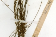 <strong>Polygalaceae - Polygala - Polygala baikiei Chodat</strong><br />© hnb