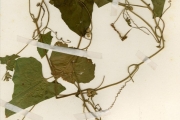 <strong>Cucurbitaceae - Mukia - Mukia maderaspatana (L.) M.Roem.</strong><br />© hnb