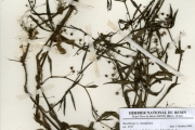<strong>Rubiaceae - Oldenlandia - Oldenlandia lancifolia (Schumach.) DC. var. scabridula Bremek.</strong><br />© hnb