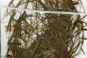 <strong>Poaceae - Digitaria - Digitaria longoflora (Retz.) Pers.</strong><br />© hnb
