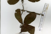 <strong>Rubiaceae - Keetia - Keetia venosa (Oliv.) Bridson</strong><br />© hnb