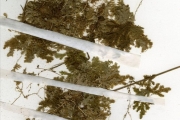 <strong>Selaginellaceae - Selaginella - Selaginella goudotiana Spring var. abyssinica (Spring) Bizzarri</strong><br />© hnb