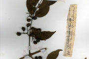 <strong>Rubiaceae - Keetia - Keetia multiflora (Schumach. & Thonn.) Bridson</strong><br />© hnb