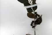 <strong>Rubiaceae - Keetia - Keetia multiflora (Schumach. & Thonn.) Bridson</strong><br />© hnb