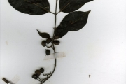 <strong>Rubiaceae - Keetia - Keetia multiflora (Schumach. & Thonn.) Bridson</strong><br />© hnb