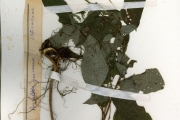 <strong>Urticaceae - Pouzolzia - Pouzolzia guineensis Benth.</strong><br />© hnb