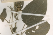 <strong>Acanthaceae - Thunbergia - Thunbergia atacorensis Akoègn. & Lisowski</strong><br />© hnb