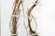 <strong>Poaceae - Schizachyrium - Schizachyrium nodulosum (Hack.) Stapf</strong><br />© hnb