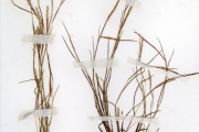 <strong>Poaceae - Schizachyrium - Schizachyrium nodulosum (Hack.) Stapf</strong><br />© hnb