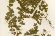 <strong>Leguminosae-Papilionoideae - Melliniella - Melliniella micrantha Harms</strong><br />© hnb