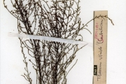 <strong>Santalaceae - Thesium - Thesium viride A.W.Hill</strong><br />© hnb