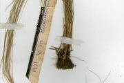 <strong>Poaceae - Microchloa - Microchloa kunthii Desv.</strong><br />© hnb