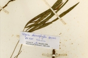 <strong>Leguminosae-Papilionoideae - Vigna - Vigna stenophylla Harms</strong><br />© hnb