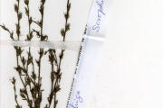 <strong>Scrophulariaceae - Striga - Striga asiatica (L.) Kuntze</strong><br />© hnb