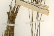 <strong>Cyperaceae - Fimbristylis - Fimbristylis dichotoma (L.) Vahl</strong><br />© hnb