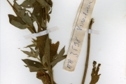 <strong>Rubiaceae - Virectaria - Virectaria multiflora (Sm.) Bremek.</strong><br />© hnb