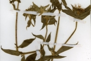 <strong>Rubiaceae - Virectaria - Virectaria multiflora (Sm.) Bremek.</strong><br />© hnb