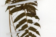 <strong>Thelypteridaceae - Christella - Christella dentata (Forssk.) Brownsey & Jermy</strong><br />© hnb