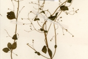 <strong>Lamiaceae - Englerastrum - Englerastrum schweinfurthii Briq.</strong><br />© hnb