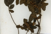 <strong>Moraceae - Ficus - Ficus thonningii Blume</strong><br />© hnb