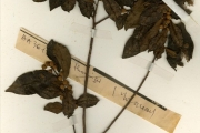 <strong>Moraceae - Ficus - Ficus thonningii Blume</strong><br />© hnb
