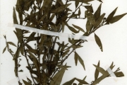 <strong>Onagraceae - Ludwigia - Ludwigia abyssinica A.Rich.</strong><br />© hnb