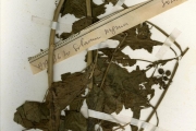 <strong>Solanaceae - Solanum - Solanum americanum Mill.</strong><br />© hnb