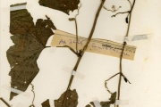 <strong>Cucurbitaceae - Coccinia - Coccinia grandis (L.) Voigt</strong><br />© hnb