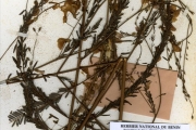 <strong>Leguminosae-Papilionoideae - Sesbania - Sesbania sesban (L.) Merr. subsp. sesban</strong><br />© hnb