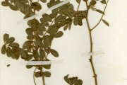 <strong>Leguminosae-Papilionoideae - Tephrosia - Tephrosia mossiensis A.Chev.</strong><br />© hnb