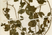 <strong>Leguminosae-Papilionoideae - Crotalaria - Crotalaria barkae Schweinf.</strong><br />© hnb