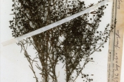 <strong>Scrophulariaceae - Sopubia - Sopubia parviflora Engl.</strong><br />© hnb