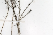 <strong>Scrophulariaceae - Sopubia - Sopubia parviflora Engl.</strong><br />© hnb