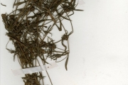 <strong>Rubiaceae - Spermacoce - Spermacoce filiformis Hiern</strong><br />© hnb