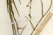 <strong>Polygalaceae - Polygala - Polygala baikiei Chodat</strong><br />© hnb