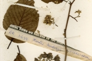 <strong>Dipterocarpaceae - Monotes - Monotes kerstingii Gilg</strong><br />© hnb