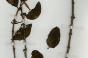 <strong>Loranthaceae - Tapinanthus - Tapinanthus globiferus (A.Rich.) Tiegh.</strong><br />© hnb