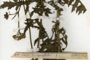 <strong>Asteraceae - Crassocephalum - Crassocephalum togoense C.D.Adams</strong><br />© hnb