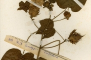 <strong>Malvaceae - Gossypium - Gossypium barbadense L.</strong><br />© hnb